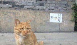 网红猫吃贝贝瓜,贝贝瓜成新宠